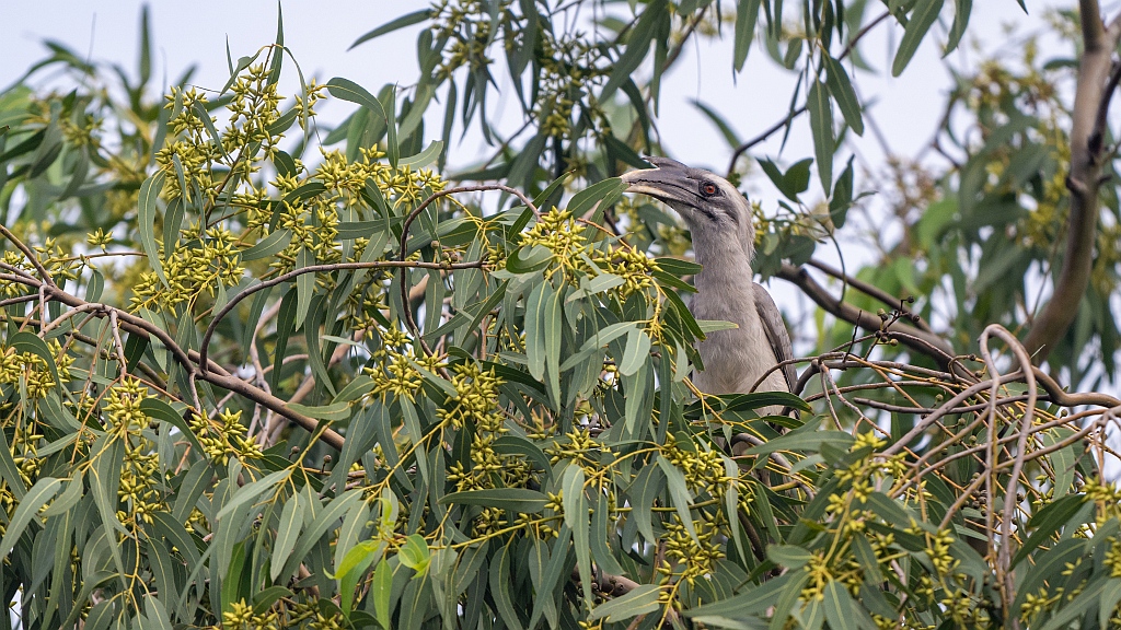 Indian Grey Hornbill